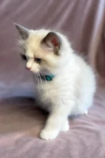 Sophie Ragdoll Female Kitten
