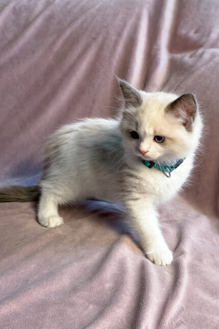 Sophie Ragdoll Female Kitten