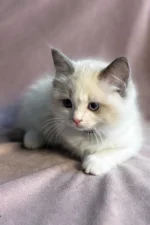 Sophie Ragdoll Female Kitten