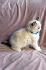 Sophie Ragdoll Female Kitten