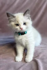 Sophie Ragdoll Female Kitten