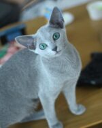 Tami Russian Blue Female Kitten
