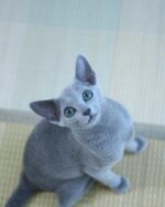 Tami Russian Blue Female Kitten