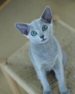 Tami Russian Blue Female Kitten