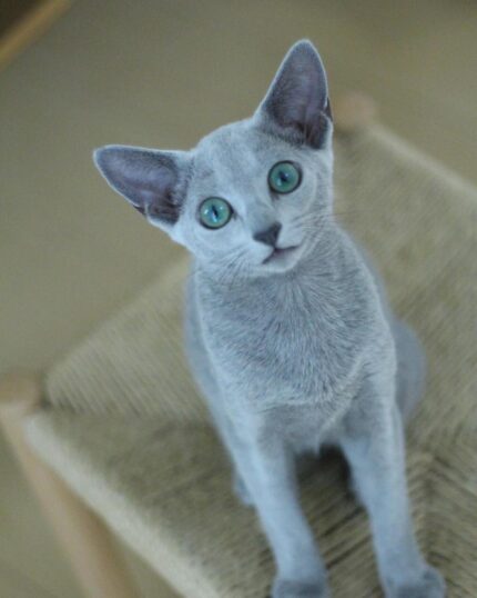Tami Russian Blue Female Kitten