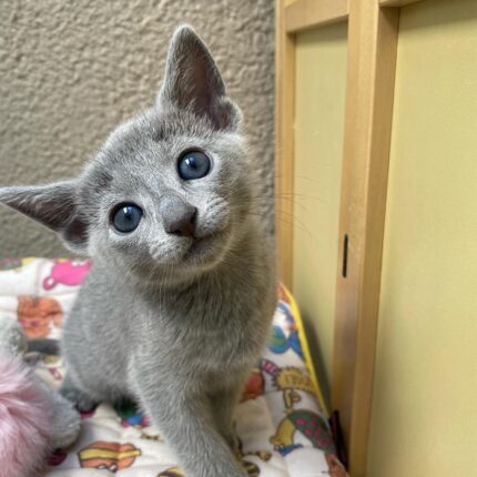 Teo-Leo Russian Blue Male Kitten