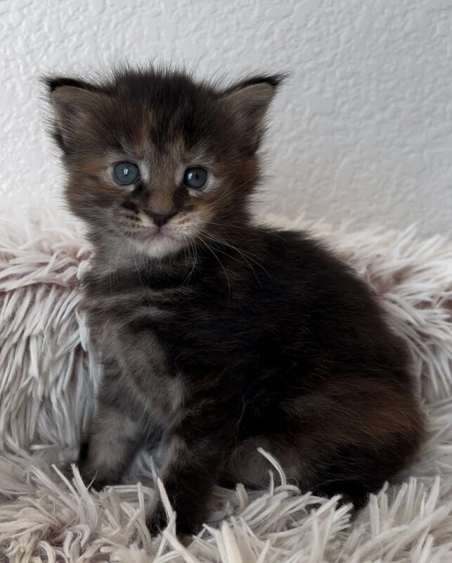Bale Male Maine Coon Kitten