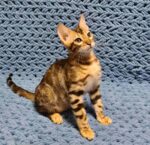 Jack Purebred Male Bengal