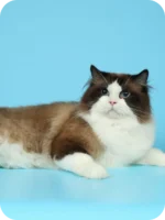 Garfield Ragdoll Male Kitten For Sale