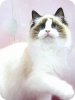 Garfield Ragdoll Male Kitten For Sale