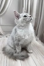 Bazzy Maine Coon Male Kitten For Sale