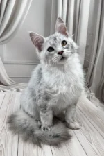 Bazzy Maine Coon Male Kitten For Sale