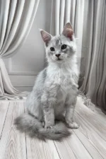 Bazzy Maine Coon Male Kitten For Sale