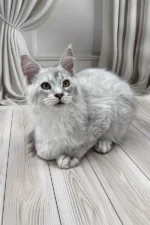 Bazzy Maine Coon Male Kitten For Sale