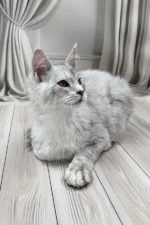 Bazzy Maine Coon Male Kitten For Sale