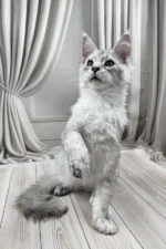 Bazzy Maine Coon Male Kitten For Sale