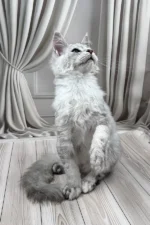 Bazzy Maine Coon Male Kitten For Sale