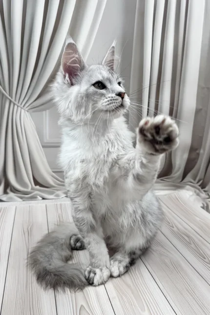 Bazzy Maine Coon Male Kitten For Sale