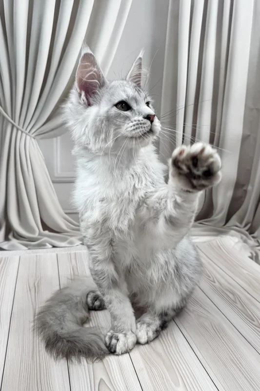 Bazzy Maine Coon Male Kitten For Sale