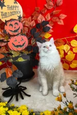 Cedric Ragdoll Male Kitten For Sale