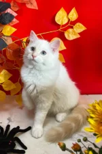 Cedric Ragdoll Male Kitten For Sale