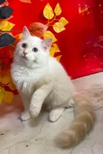 Cedric Ragdoll Male Kitten For Sale