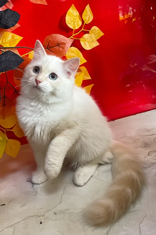 Cedric Ragdoll Male Kitten For Sale