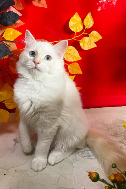 Cedric Ragdoll Male Kitten For Sale