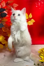 Cedric Ragdoll Male Kitten For Sale