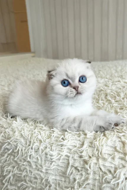 Corby Scottish Fold Male Kitten For Sale