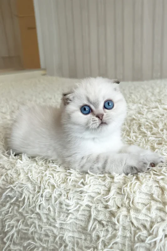 Corby Scottish Fold Male Kitten For Sale