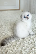Corby Scottish Fold Male Kitten For Sale