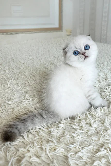 Corby Scottish Fold Male Kitten For Sale