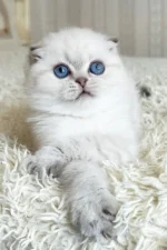 Corby Scottish Fold Male Kitten For Sale