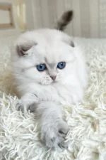 Corby Scottish Fold Male Kitten For Sale