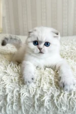 Corby Scottish Fold Male Kitten For Sale