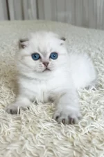 Corby Scottish Fold Male Kitten For Sale