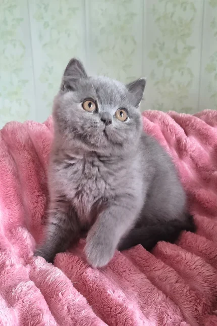 Damos Blue British Shorthair Kitten For Sale – Calm, Cuddly & Classic Charm