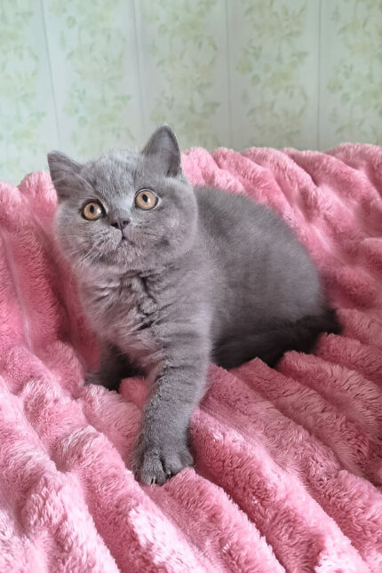 Damos Blue British Shorthair Kitten For Sale – Calm, Cuddly & Classic Charm