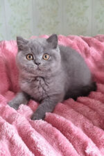 Damos Blue British Shorthair Kitten For Sale – Calm, Cuddly & Classic Charm