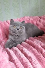 Damos Blue British Shorthair Kitten For Sale – Calm, Cuddly & Classic Charm