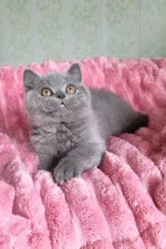 Damos Blue British Shorthair Kitten For Sale – Calm, Cuddly & Classic Charm