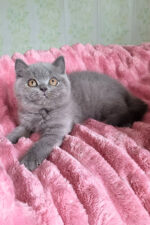 Damos Blue British Shorthair Kitten For Sale – Calm, Cuddly & Classic Charm