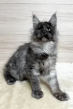 Kimberly Female Maine Coon Kitten – 5 Months Black Smoke with Luxurious Coat