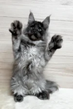 Kimberly Female Maine Coon Kitten – 5 Months Black Smoke with Luxurious Coat