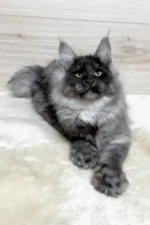 Kimberly Female Maine Coon Kitten – 5 Months Black Smoke with Luxurious Coat
