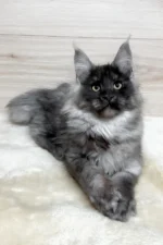Kimberly Female Maine Coon Kitten – 5 Months Black Smoke with Luxurious Coat