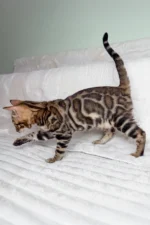 King Bengal Male Kitten For Sale – Glitter-Coated Royalty with Emerald Eyes