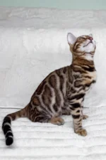King Bengal Male Kitten For Sale – Glitter-Coated Royalty with Emerald Eyes