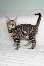 King Bengal Male Kitten For Sale – Glitter-Coated Royalty with Emerald Eyes